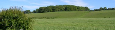 Roundbushes Copse